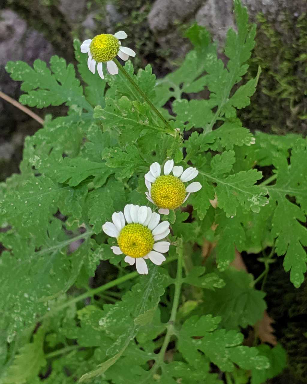 Tanacetum parthenium